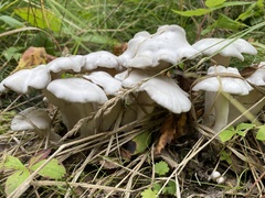 Leucocybe