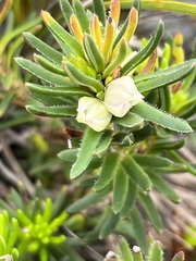Erica excavata
