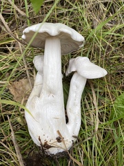 Leucocybe
