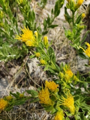 Ericameria suffruticosa