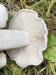 Leucocybe