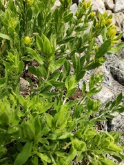 Ericameria suffruticosa