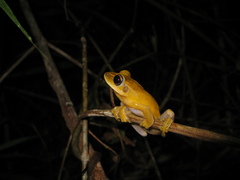 Boana multifasciata