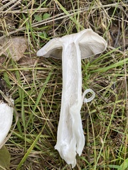 Leucocybe