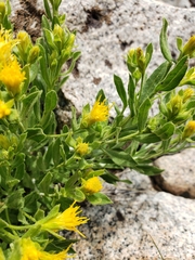 Ericameria suffruticosa