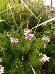Erica vagans