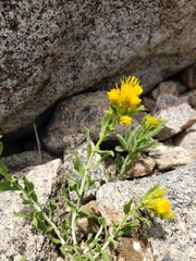 Ericameria suffruticosa