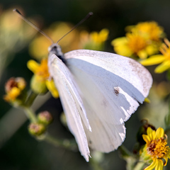 Pieris rapae