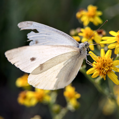 Pieris rapae