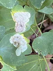 Phytomyza aquilegiae group