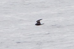 Hydrobates leucorhous