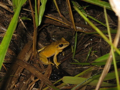 Boana multifasciata