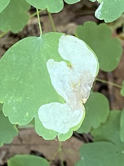 Phytomyza aquilegiae group