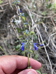 Salvia subincisa