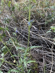 Salvia subincisa