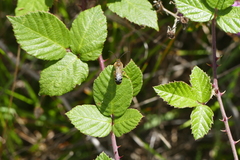 Halictus quadricinctus