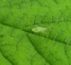 Malacocoris chlorizans