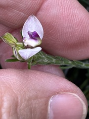 Polygala dasyphylla