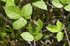 Halictus quadricinctus