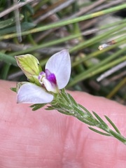 Polygala dasyphylla