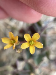 Oxalis corniculata
