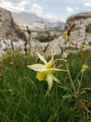 Aquilegia pubescens