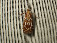 Acrobasis porphyrella