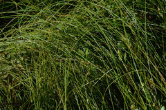 Carex oligosperma