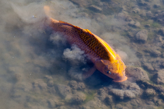Cyprinus rubrofuscus