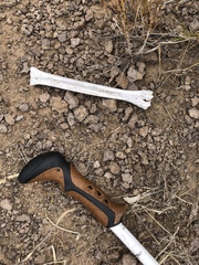 Odocoileus hemionus eremicus