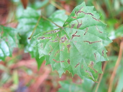 Phyllocnistis vitegenella