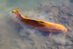 Cyprinus rubrofuscus