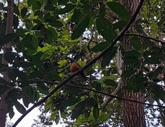 Turdus rufiventris