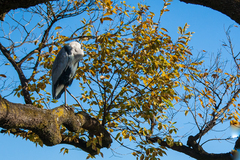Ardea cinerea jouyi