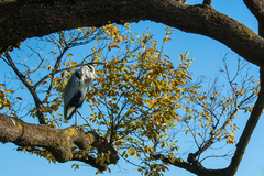 Ardea cinerea jouyi