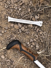 Odocoileus hemionus eremicus