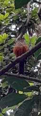 Turdus rufiventris