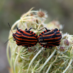 Graphosoma italicum italicum