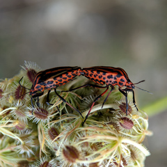 Graphosoma italicum italicum