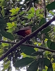 Turdus rufiventris