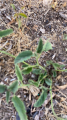 Rhynchosida physocalyx