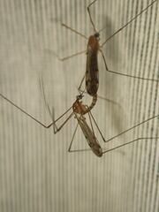 Neolimonia dumetorum