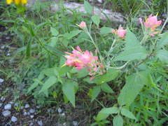 Castilleja lanata