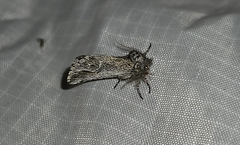 Ursia noctuiformis