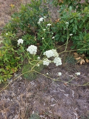 Seseli leucospermum