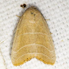 Bagisara rectifascia