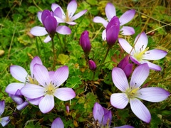 Gentianella cerastioides