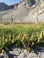 Salix petrophila