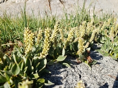 Salix petrophila
