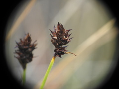 Carex foetida